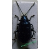 Altica brevicollis Foudras, 1860 Susówka leszczynowa